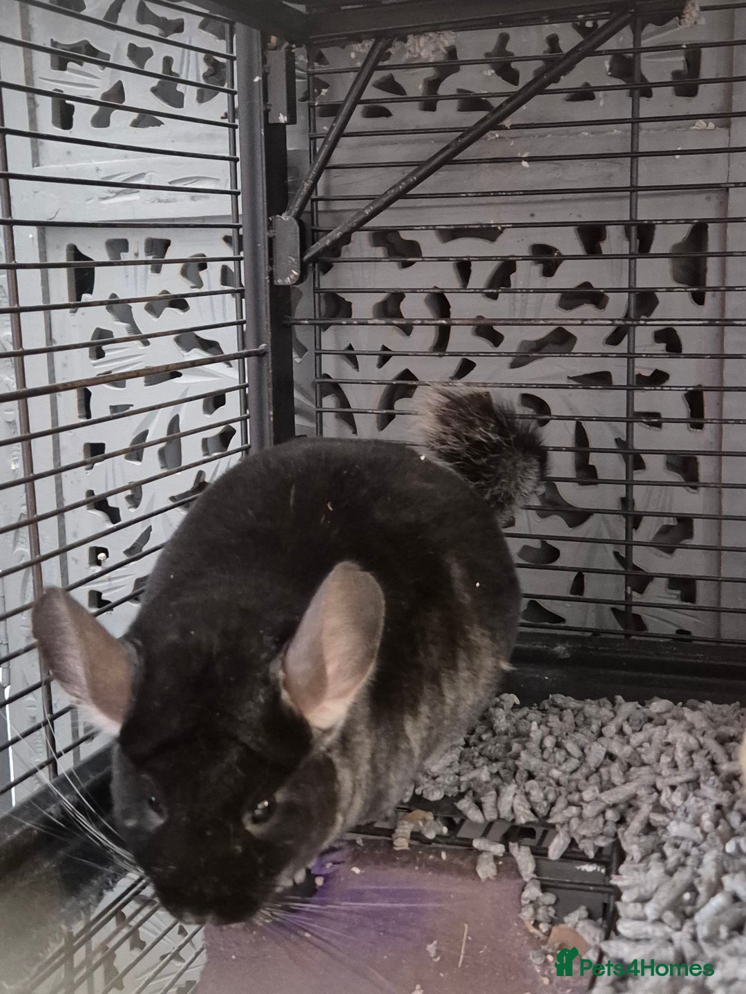 Chinchilla rodents for sale: Two female bonded chinchillas - Image 4