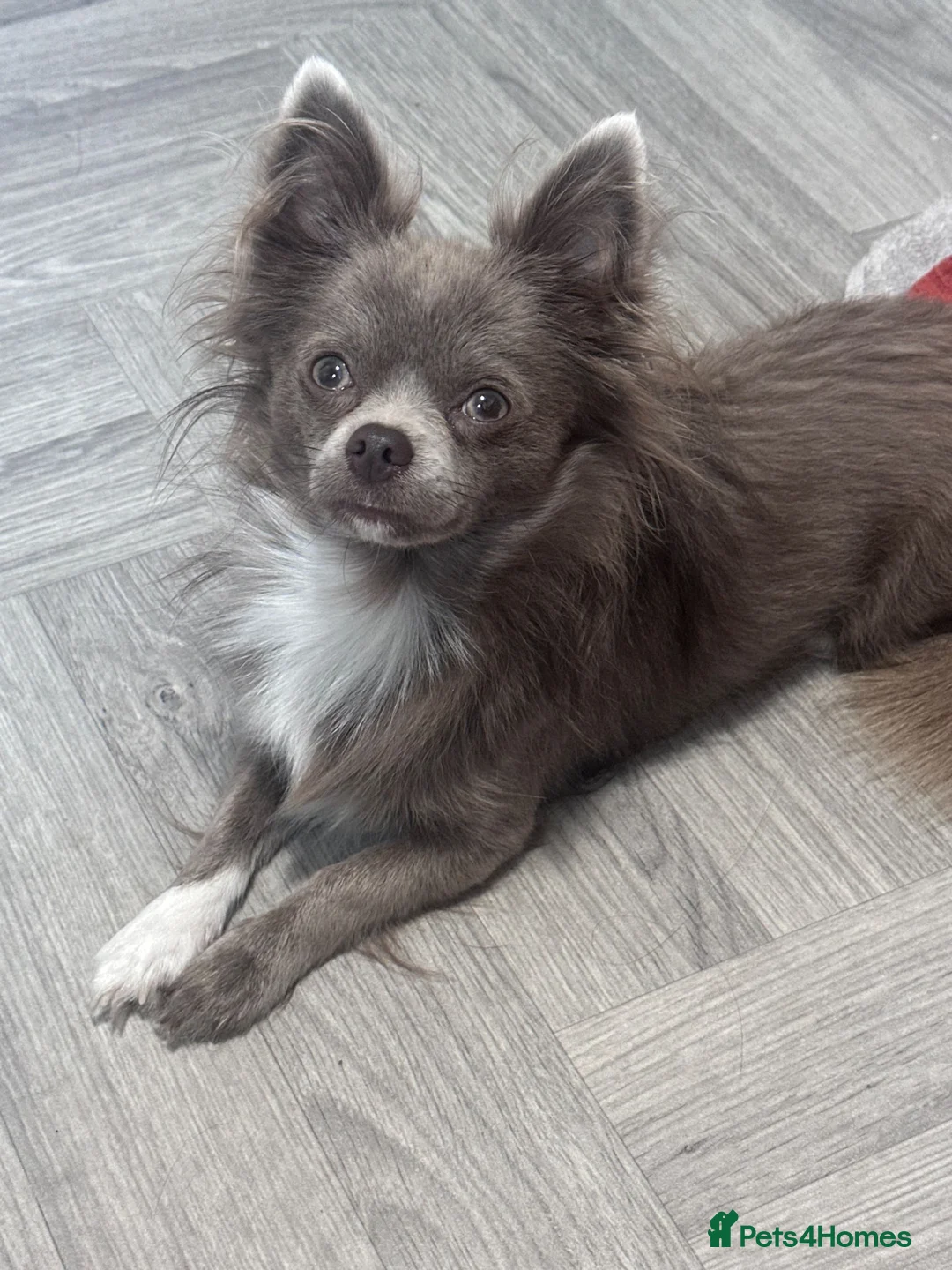 Chihuahua dogs for stud: 🐾 Nico – Handsome Lilac & White Chihuahua Stud 🐾 - Advert 1
