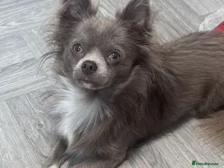Chihuahua dogs 🐾 Nico – Handsome Lilac & White Chihuahua Stud 🐾 - Advert 1