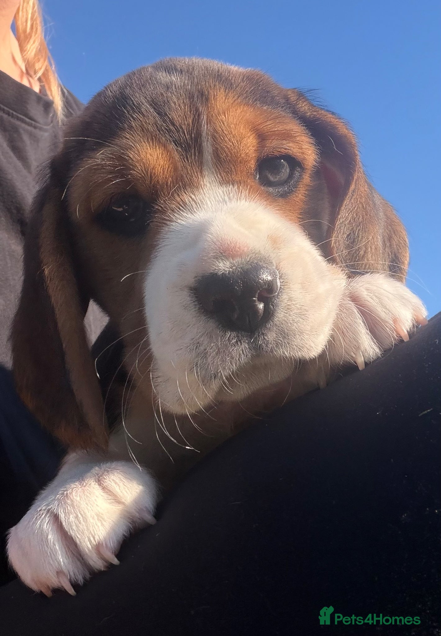 Beagle dogs Stunning KC girl available ready to leave! - Advert 1