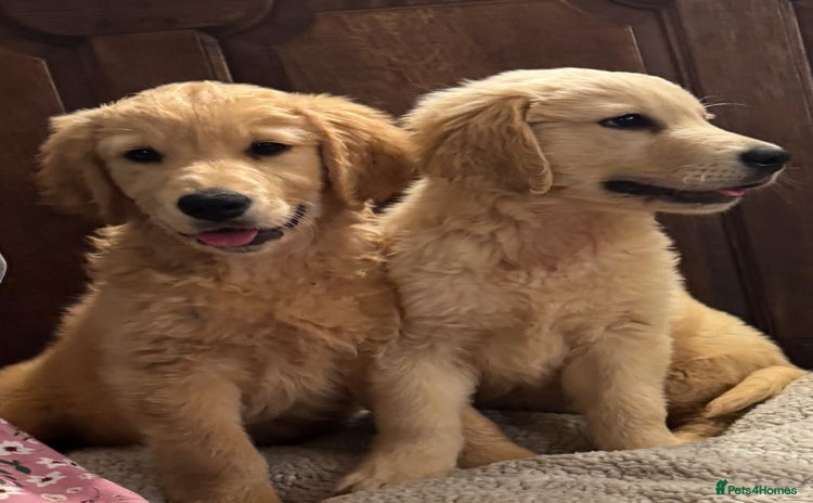 Golden Retriever dogs - Advert 1
