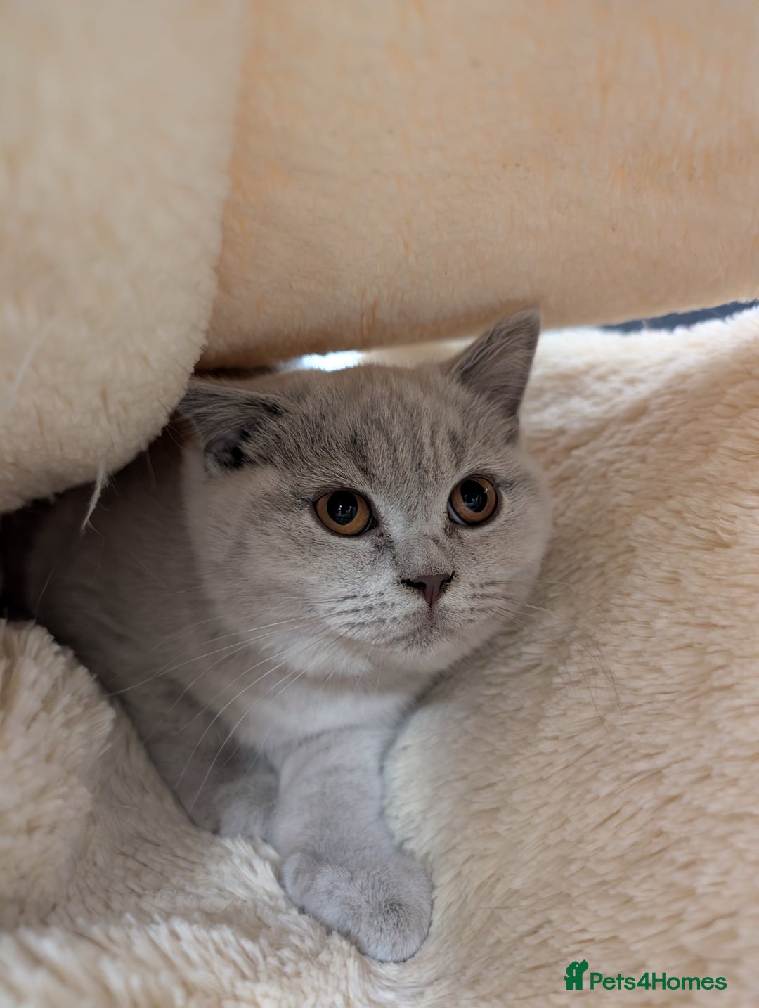 Scottish Fold cats for sale: Kitten is looking for new home 🏡 - Advert 5