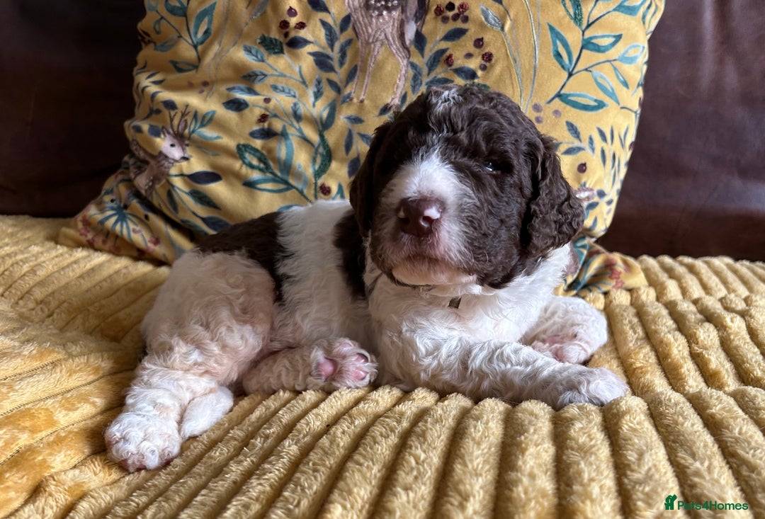 Newfypoo dogs for sale: F1B Parti Newfypoo  - Advert 1