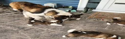 Saint Bernard dogs for sale: Beautiful Saint Bernard puppies ready for sale - Advert 4