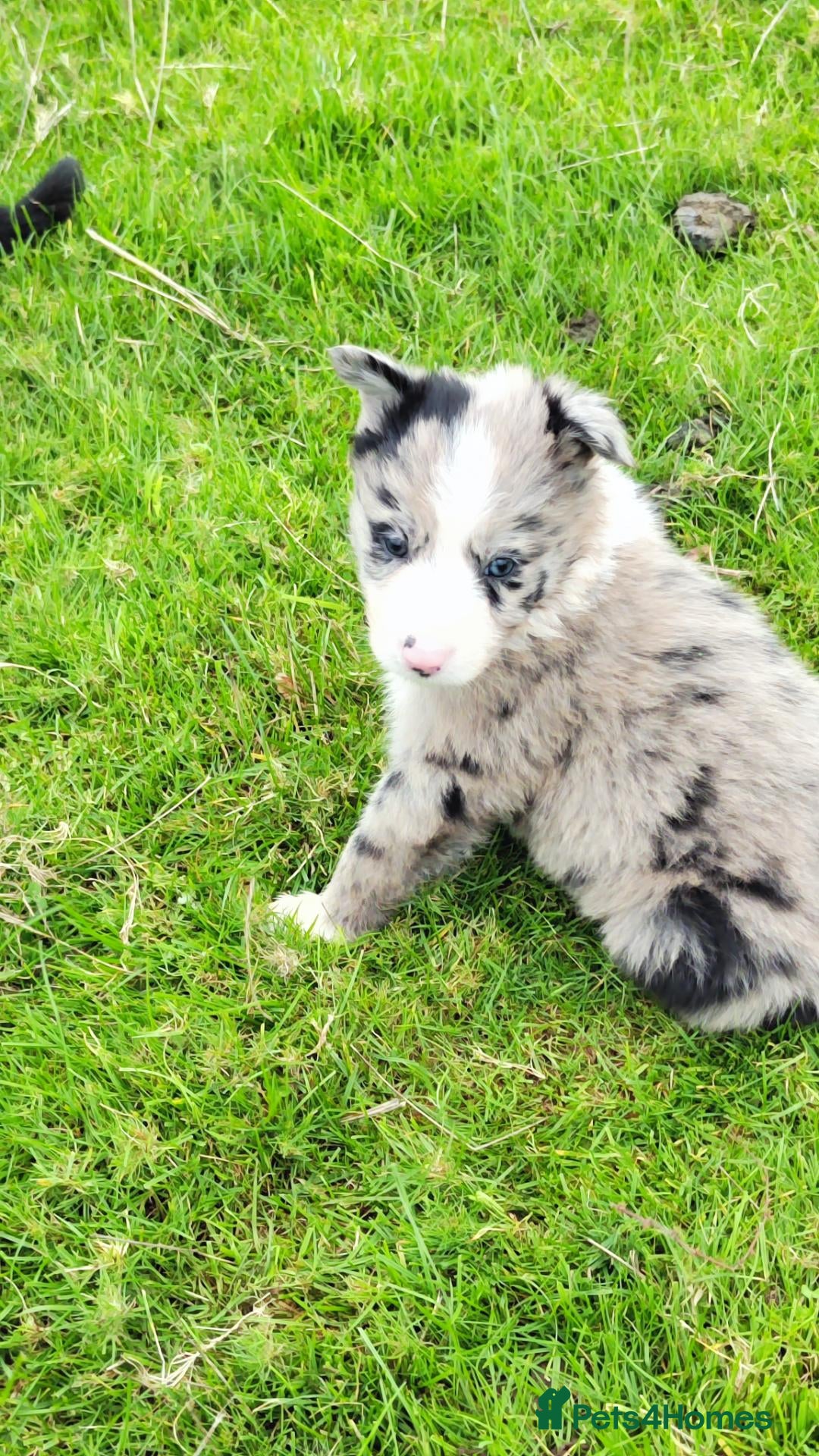 Border Collie dogs Specialist Bred Border Collie Pups Merle - Advert 2