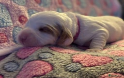 Cockapoo dogs for sale: Gorgeous F2B Cockapoo puppies  - Image 37