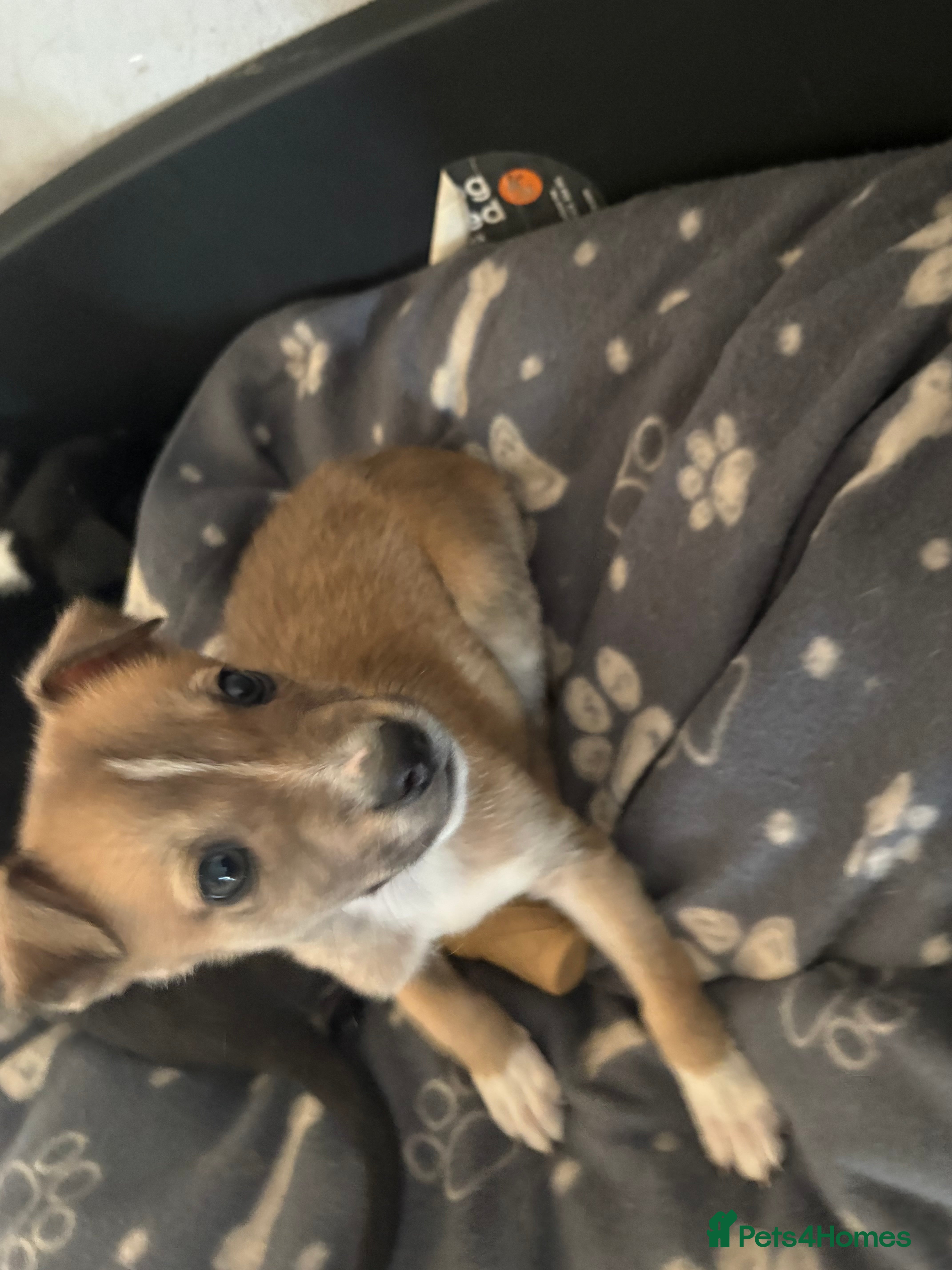 Lurcher dogs Bull greyhound  - Advert 1