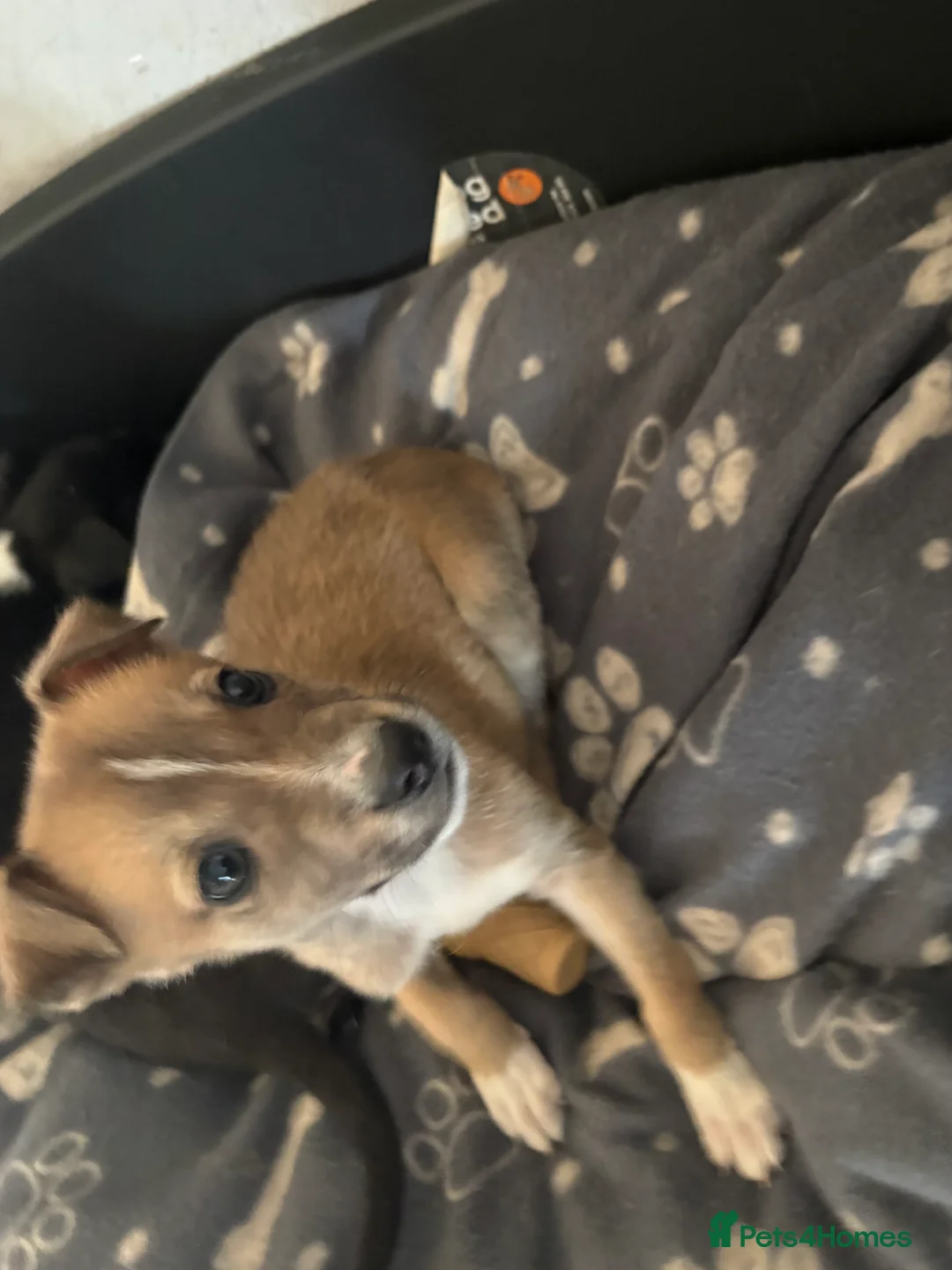 Lurcher dogs for sale: Bull greyhound  - Advert 1