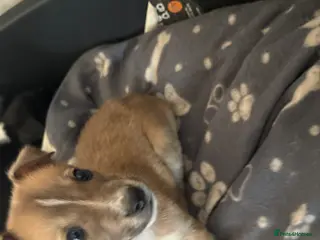 Lurcher dogs Bull greyhound - Advert 9