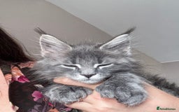 Maine Coon cats for sale: Luxury Polydactyl Maine Coon kittens  - Image 4