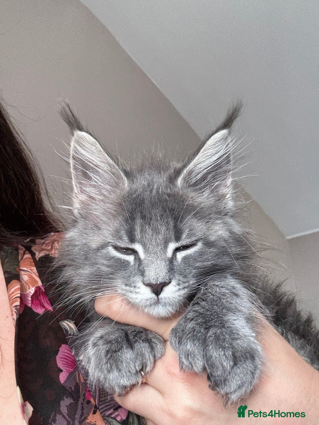 Maine Coon cats for sale: Luxury Polydactyl Maine Coon kittens  - Image 4