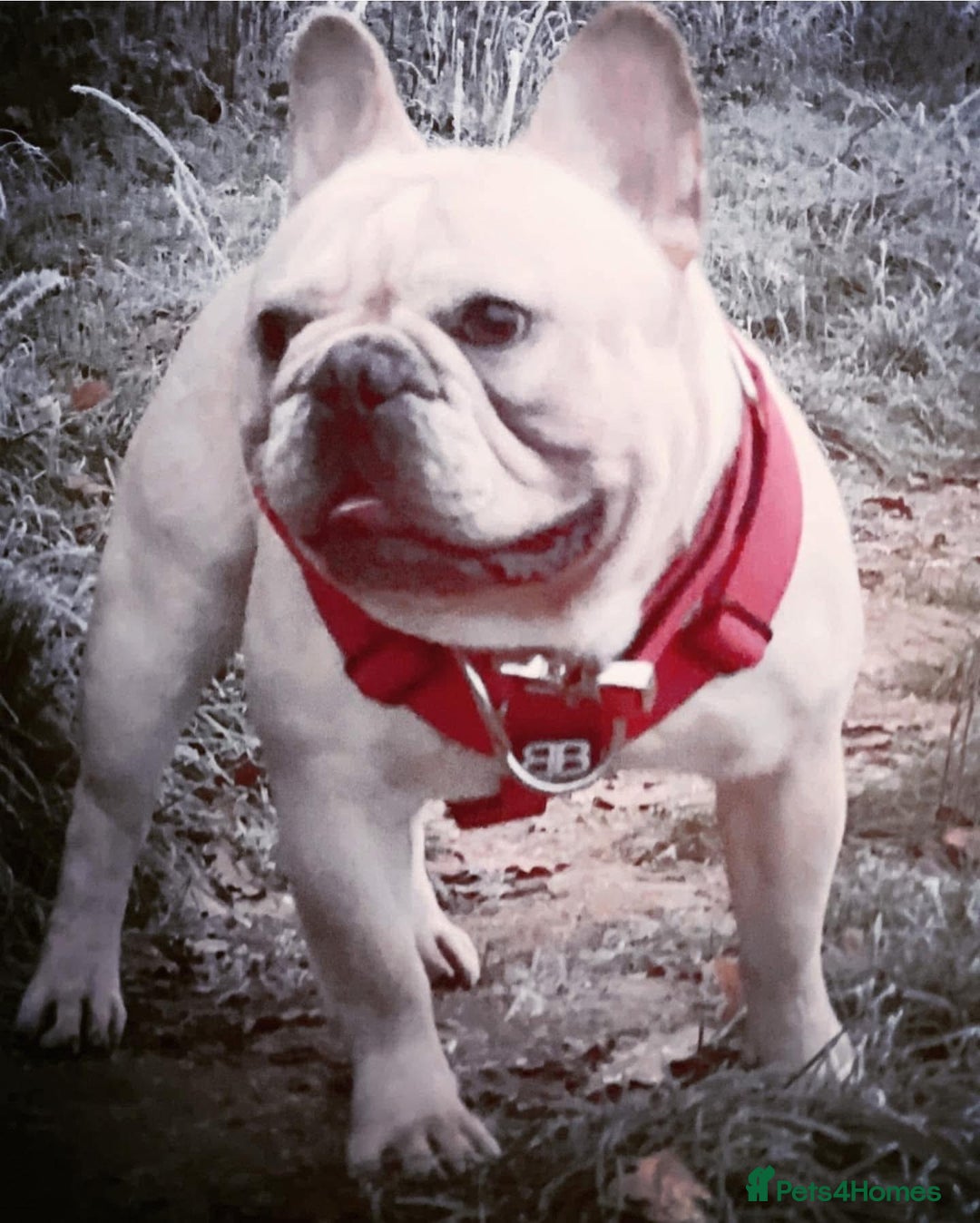 French Bulldog dogs for sale: French bulldog boy - Advert 7