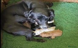 Cocker Spaniel dogs for sale: Cocker Spaniel Puppy 1 - Working cocker puppies from KC registered parents - Image 2