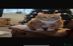 Munchkin cats for sale: Rehoming Male Cat – Quiet Home Needed  - Image 2
