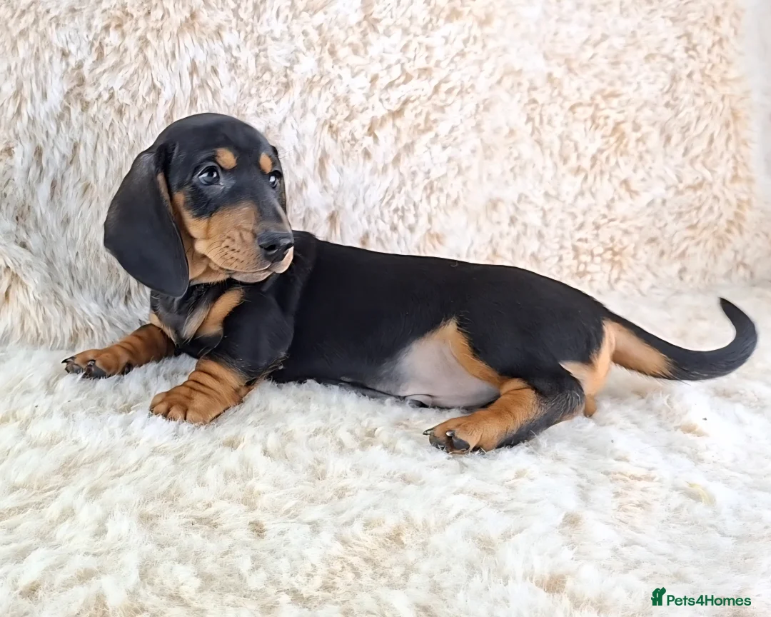Miniature Dachshund dogs for sale: Beautiful Miniature Dachshund Puppies  - Advert 8