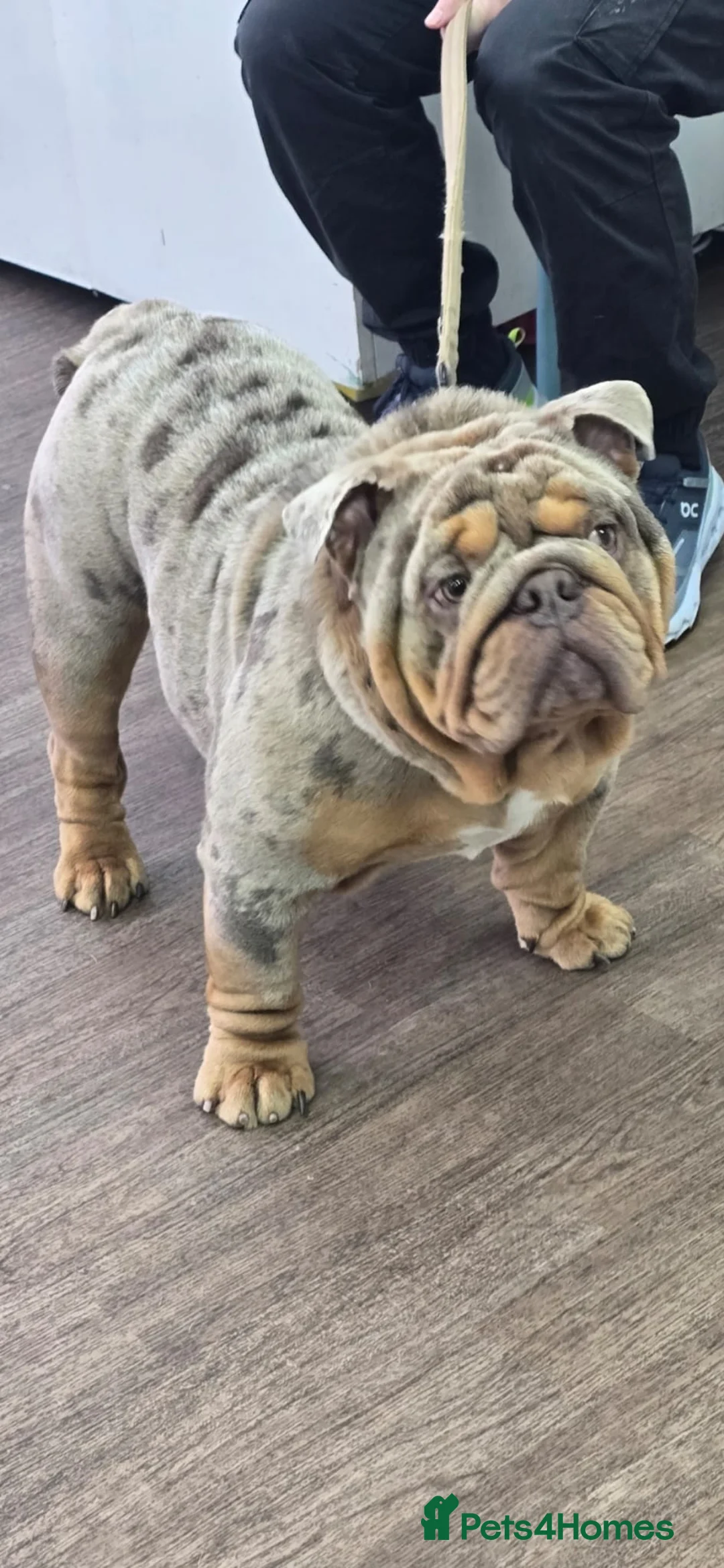 English Bulldog dogs for stud: Lilac merle English Bulldog Stud - Advert 4