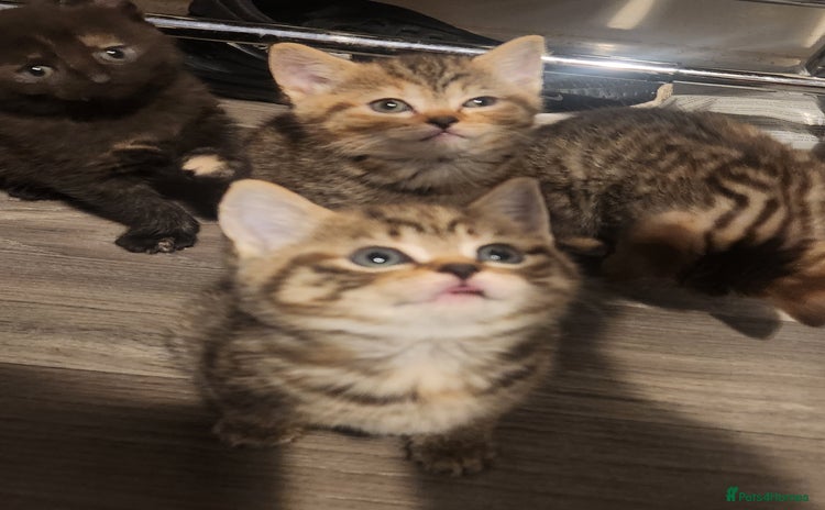 British Shorthair cats - Advert 2