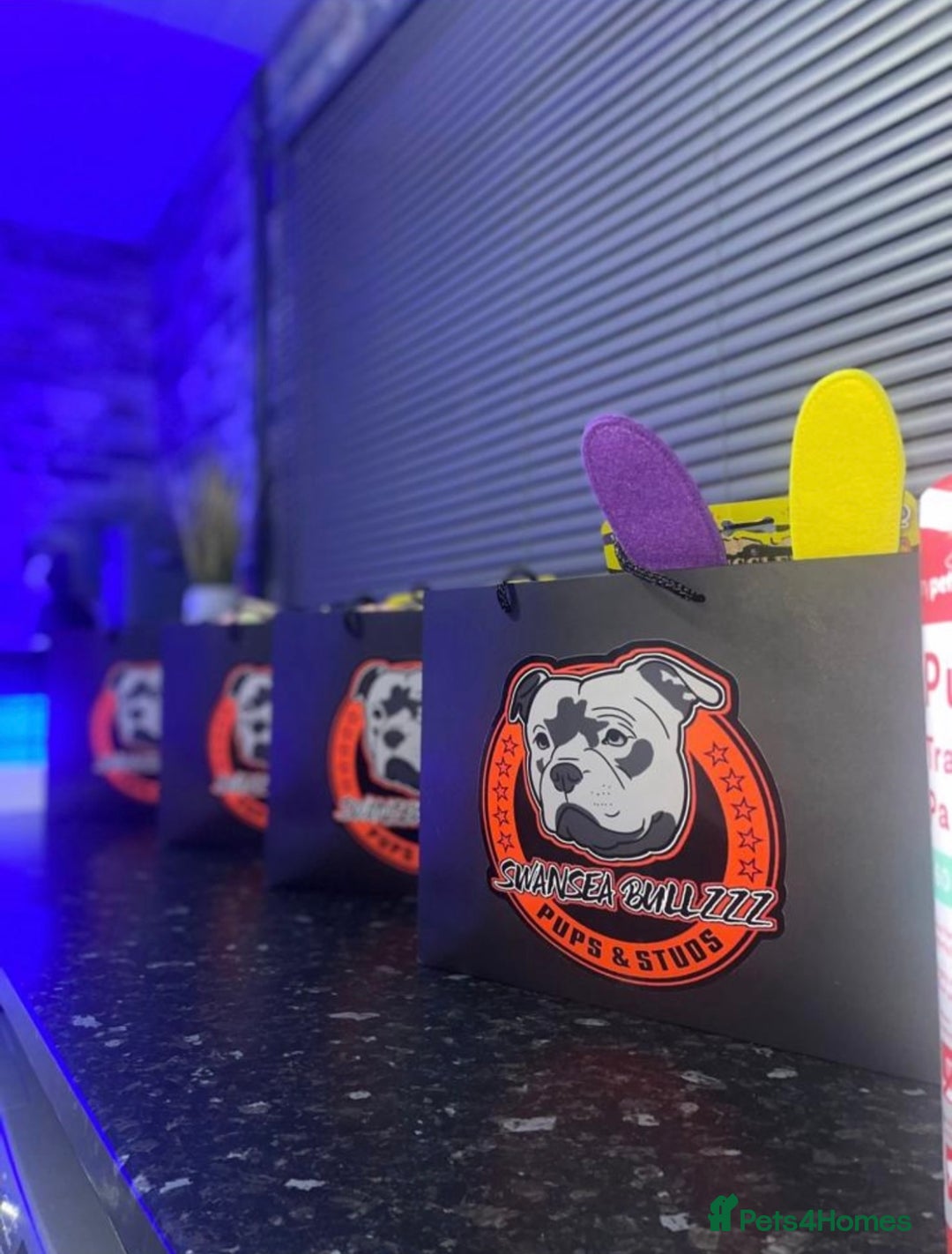 Staffordshire Bull Terrier dogs for sale: Blue Staffordshire Bull Terrier Champion Pup - Advert 26