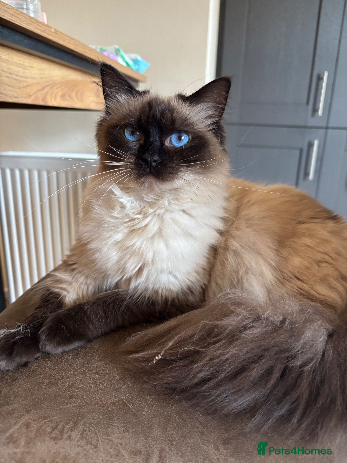 Ragdoll cats Seal point female Ragdoll - Advert 2