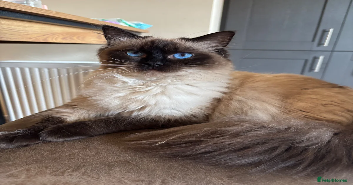 Seal point female Ragdoll for sale in Craigavon | Pets4Homes