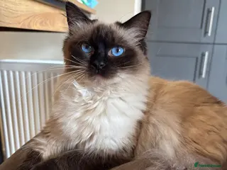 Ragdoll cats Seal point female Ragdoll - Advert 9