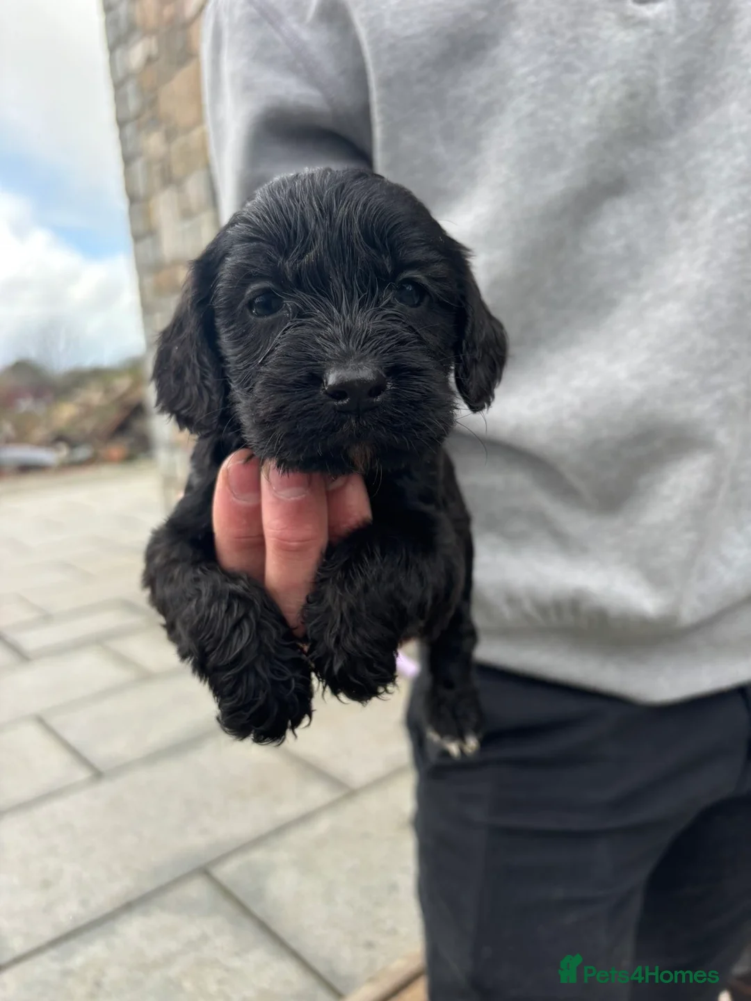 Cockapoo dogs for sale: Beautiful cockapoos puppies 🐶  - Advert 2