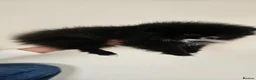 Pomeranian dogs for sale: Pomeranians - Advert 21
