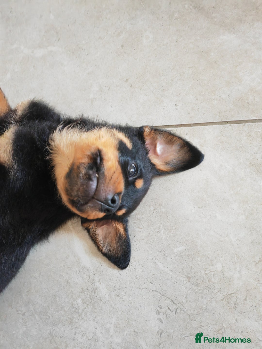 Rottweiler dogs for sale: Gorgeous male Rottweiler puppy Reggie  - Image 5