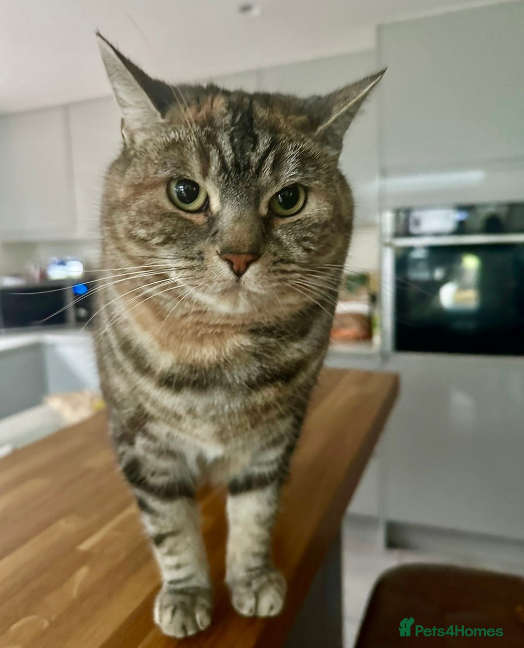 Mixed Breed cats for sale: Beautiful 6 year old Luna - Advert 3