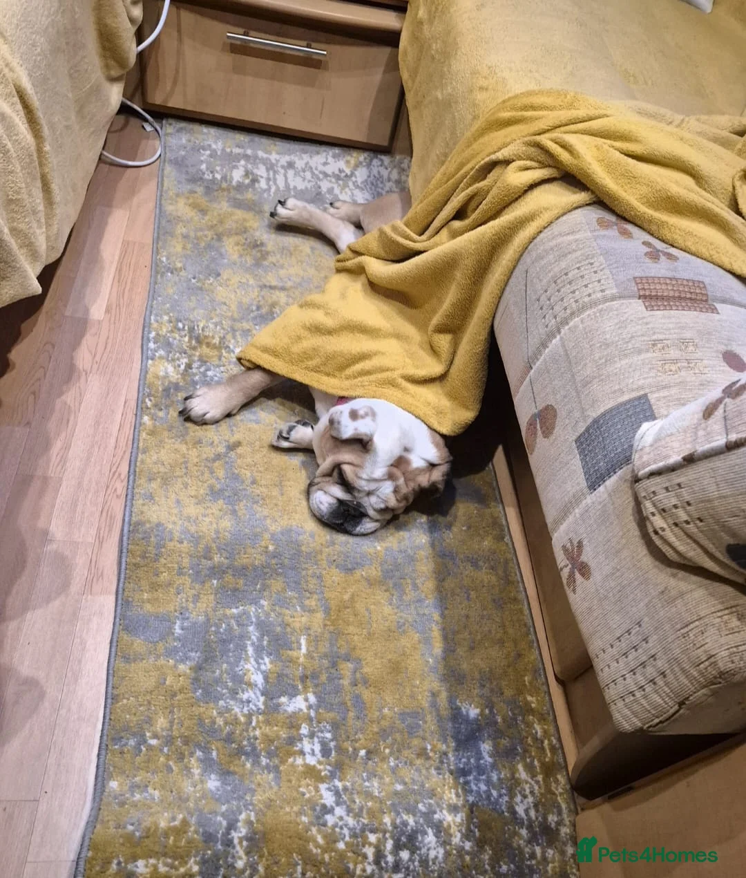 English Bulldog dogs for sale: Meet River our gorgeous 5 year old British Bulldog - Advert 12