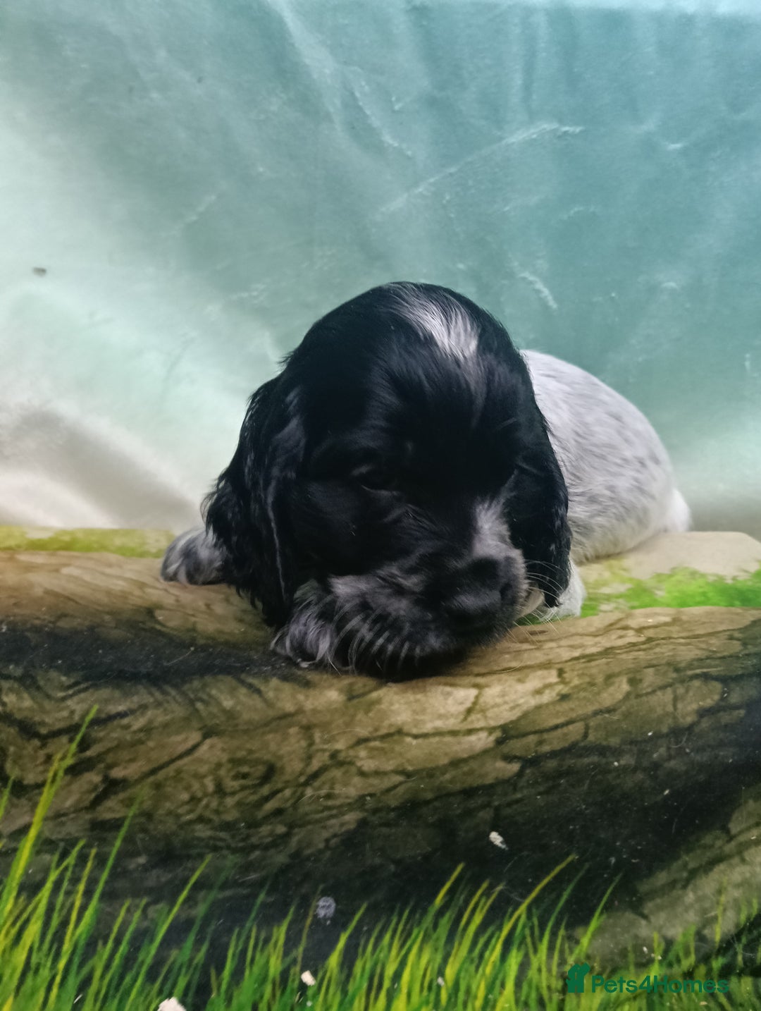 Cocker Spaniel dogs for sale: Show Type blue/Tri/chocolate Roan Cocker Spaniels  - Image 9
