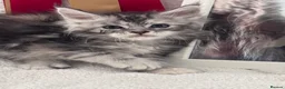 Maine Coon cats for sale: Gorgeous Pedigree Maine Coon Kittens GrCh Parents - Advert 22