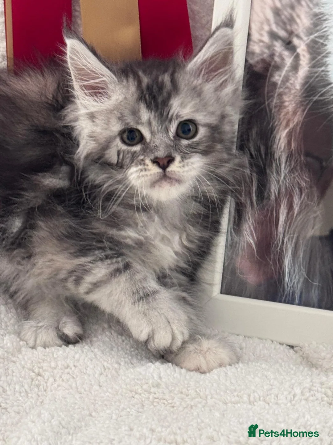 Maine Coon cats for sale: Gorgeous Pedigree Maine Coon Kittens GrCh Parents - Advert 22