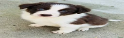 Border Collie dogs for sale: Gorgeous border collie puppies  - Advert 27