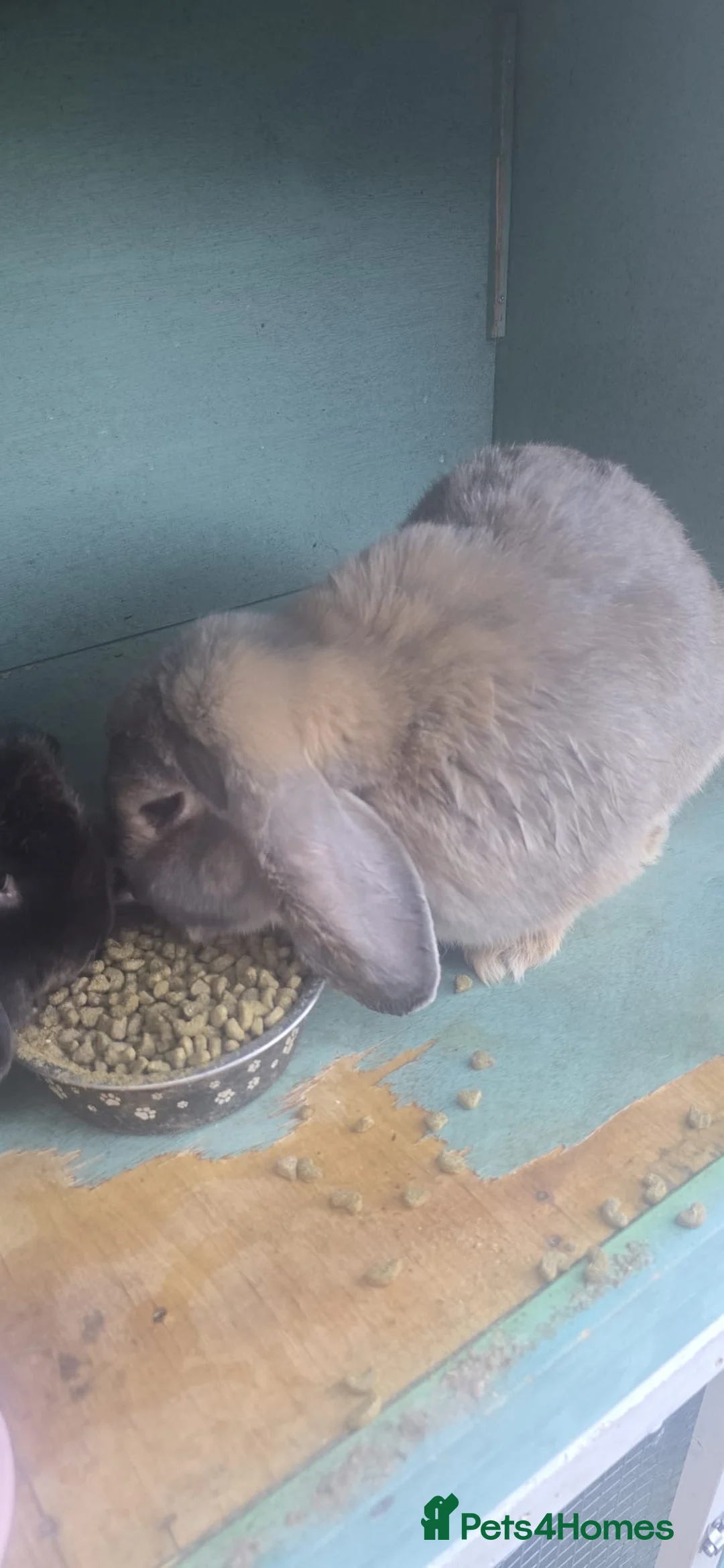 Lionhead rabbits for sale: Rabbits looking for good home  - Advert 1