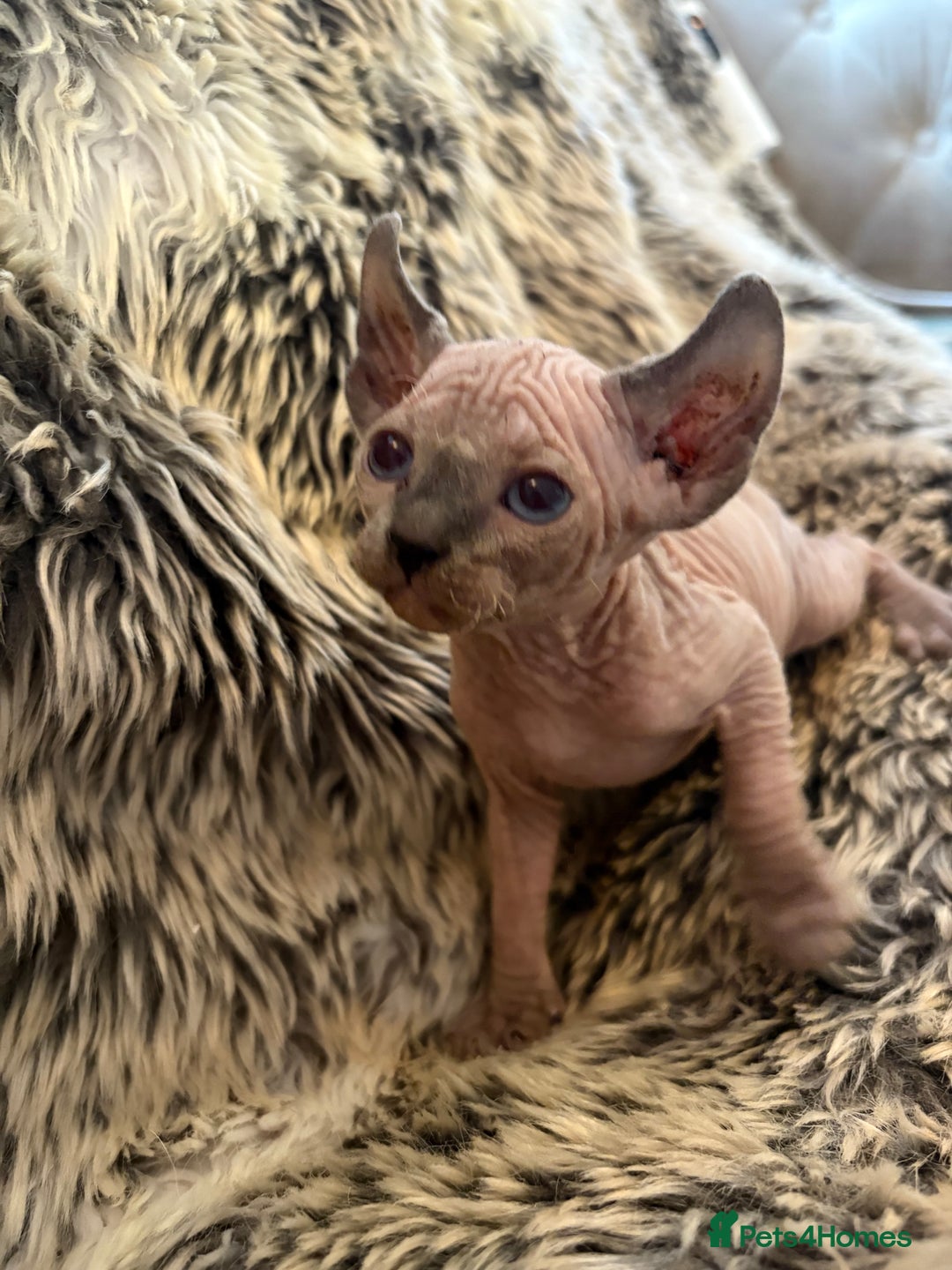 Sphynx cats for sale: 🖤 Sphynx Kittens for Sale – Ready August 🐾 - Image 14