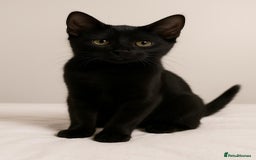 European cats for sale: URGENT: 10‑Week‑Old Tabby Needs Forever Home. - Image 6