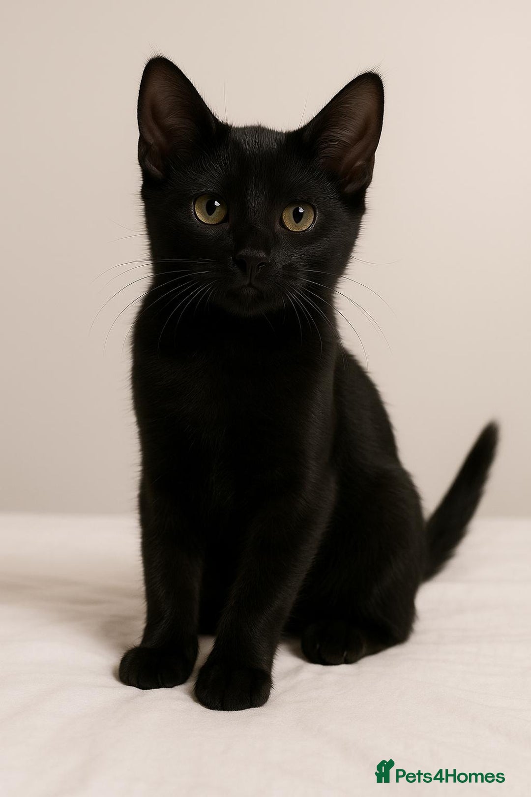 European cats for sale: URGENT: 10‑Week‑Old Tabby Needs Forever Home. - Image 6