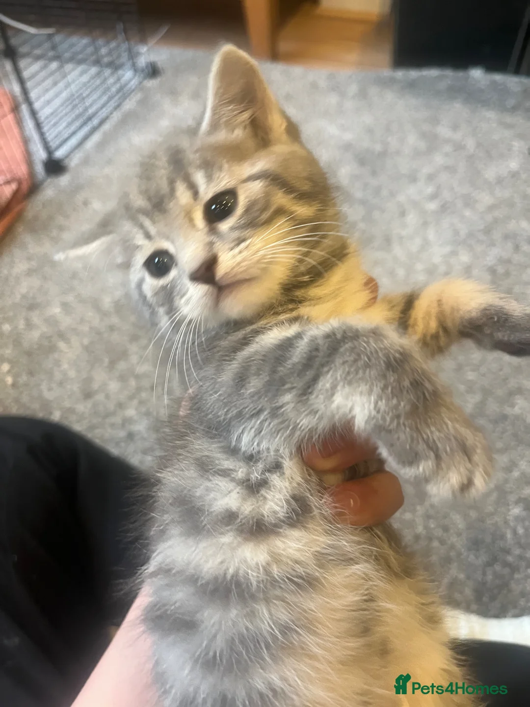 Mixed Breed cats for sale: Gray silver and tabby kittens for sale! - Advert 40