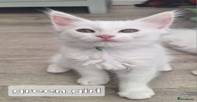 Maine Coon cats - Advert 9