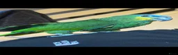 Parrots birds for sale: Orange winged Amazon parrot  - Advert 1