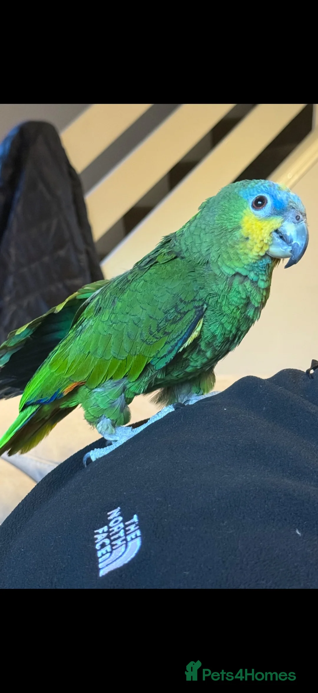 Parrots birds for sale: Orange winged Amazon parrot  - Advert 1
