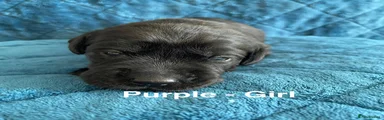 Labrador Retriever Puppy 9