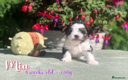 Yorkshire Terrier dogs for sale: Two Beautiful Biewer Terrier Girls! - Image 6