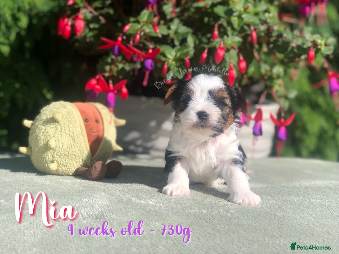 Yorkshire Terrier dogs for sale: Two Beautiful Biewer Terrier Girls! - Image 6