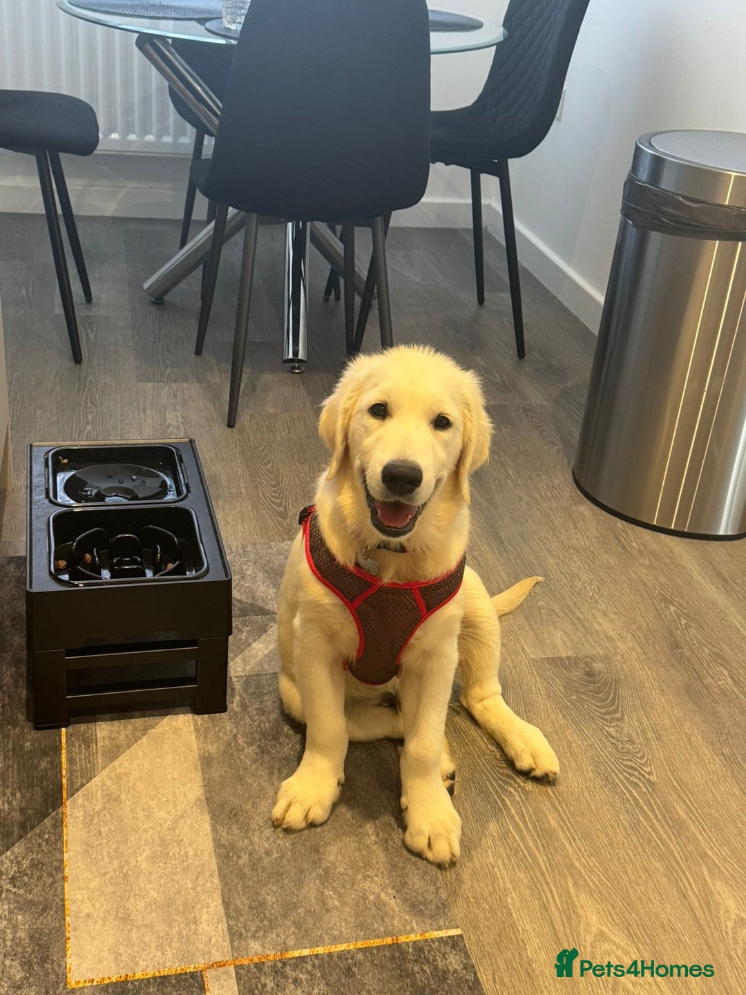 Golden Retriever dogs for sale: Golden Retriever  - Advert 10