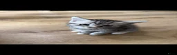 Persian cats for sale: Persian silver kittens 🩷 - Advert 7