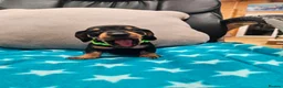 Miniature Dachshund dogs for sale: Beautiful KC Miniature Dachshund Puppies 🐾 - Advert 8