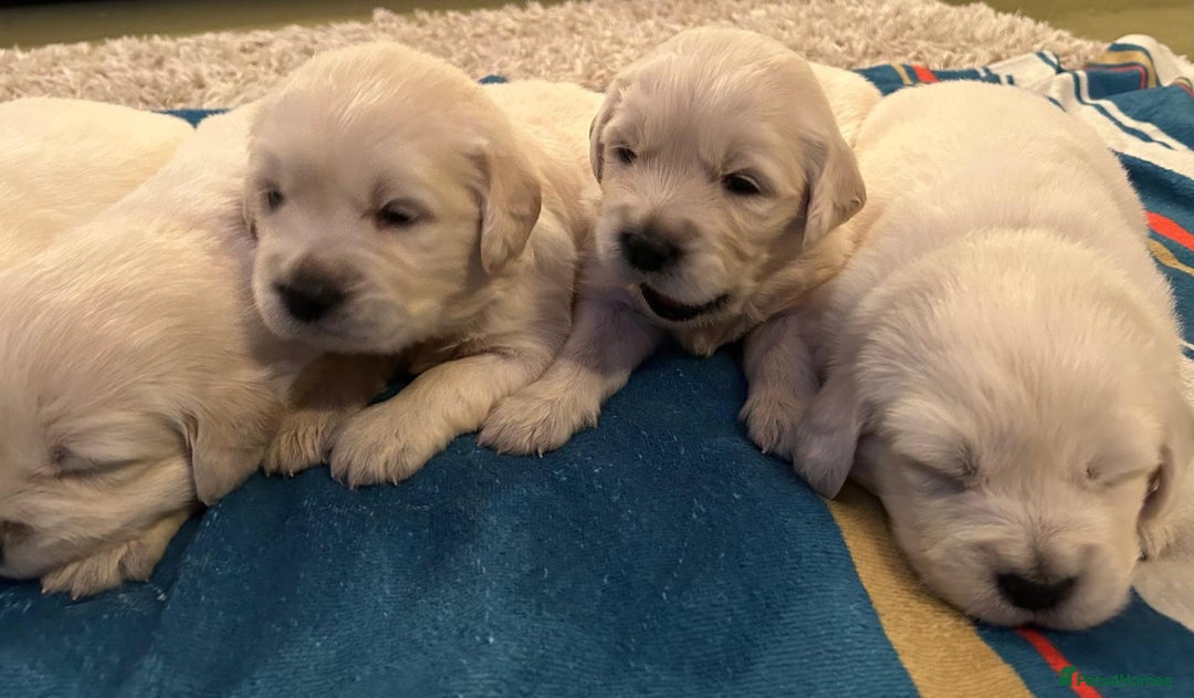 Golden Retriever dogs for sale: Chunky, cream pups - Image 18