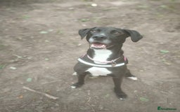 Mixed Breed dogs for adoption: Luna  - Image 4